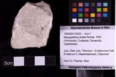 Foto (Objekt + Etiketten) von Mesogalathea striata (Remeš, 1895) (NHMW-GEO-1990-0041-0526)